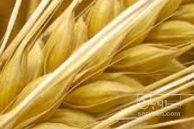 فروش گندم