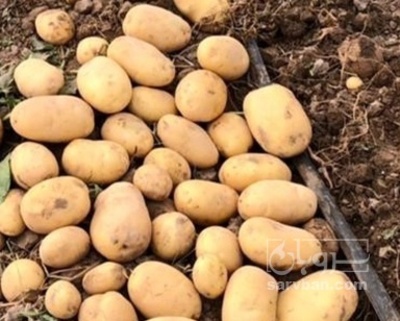 فروش سیب زمینی اسپریت