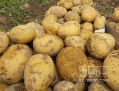 فروش سیب زمینی سانتا