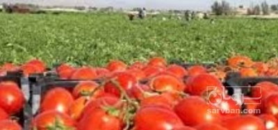 فروش گوجه فرنگی