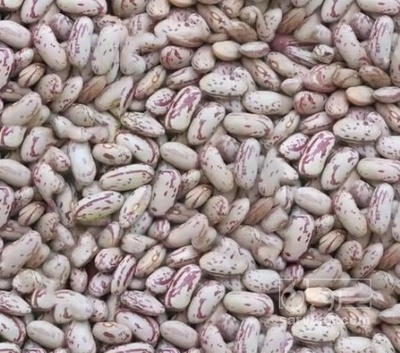 فروش لوبیا چیتی