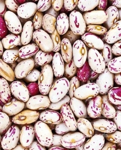 فروش لوبیا چیتی