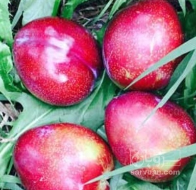 فروش آلو زیر درختی