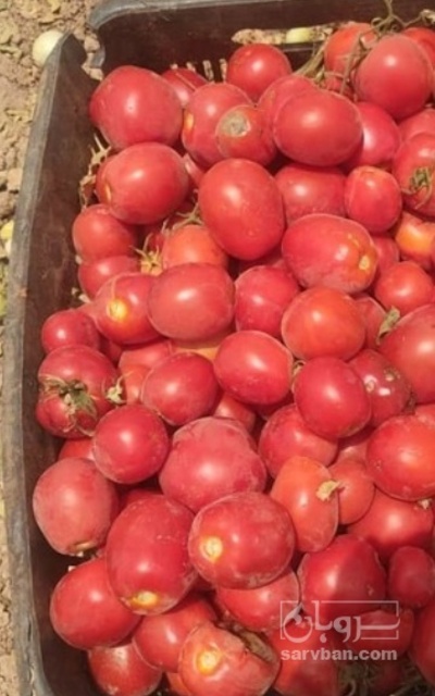 فروش گوجه فرنگی