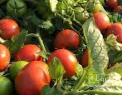 فروش گوجه فرنگی