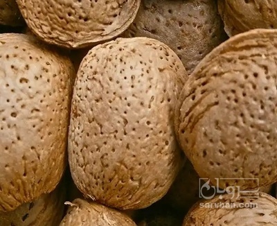 فروش بادام ربیع