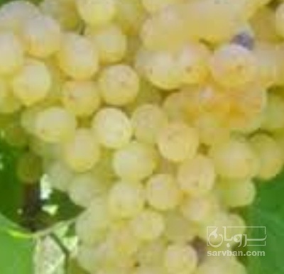 فروش انگور بی دانه سفید