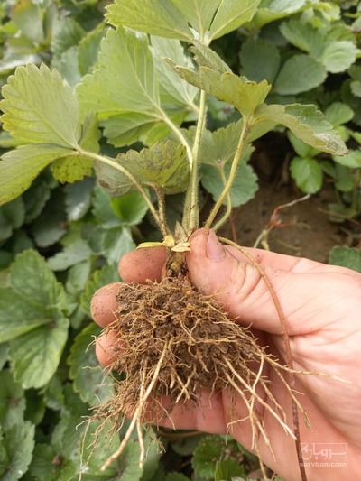 فروش بوته  توت فرنگی