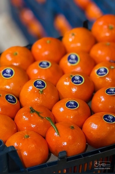 فروش نارنگی