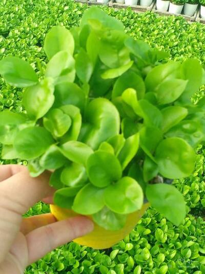 فروش گل پرورش