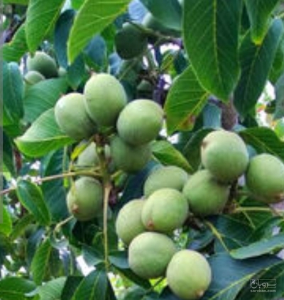 فروش گردو