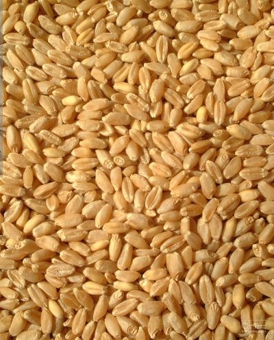 فروش گندم