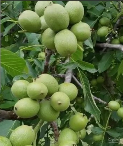 فروش گردو