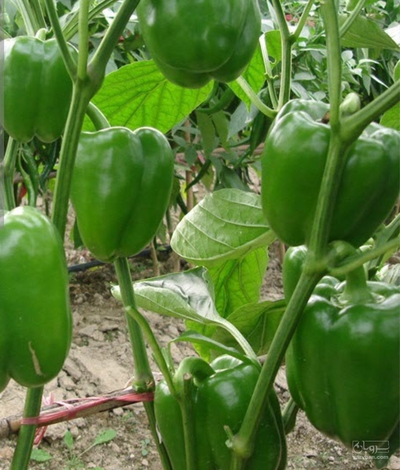 فروش فلفل دلمه ای