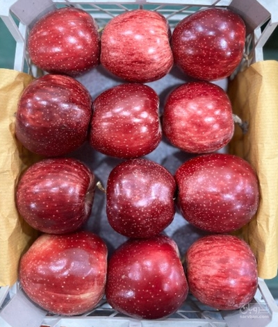 فروش سیب قرمز