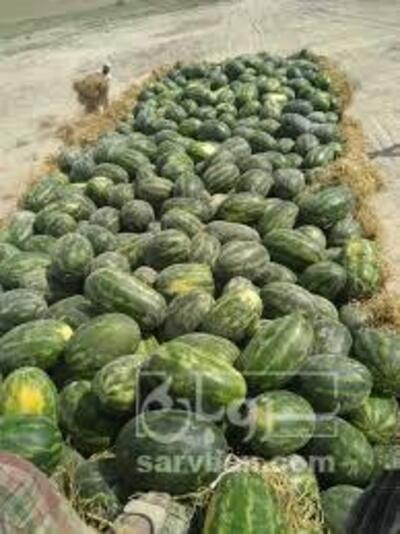 فروش هندوانه