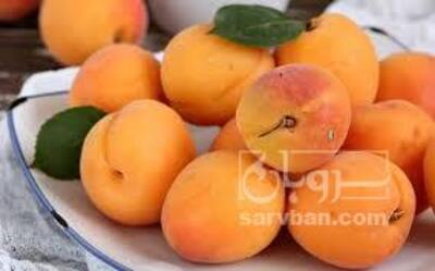 فروش زردآلو