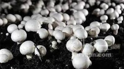 فروش قارچ دکمه ای