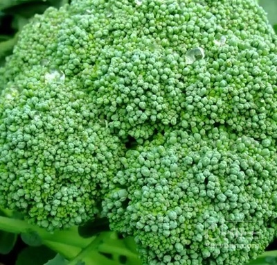 فروش کلم بروکلی