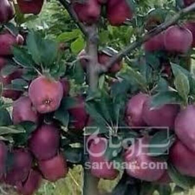 فروش سیب قرمز