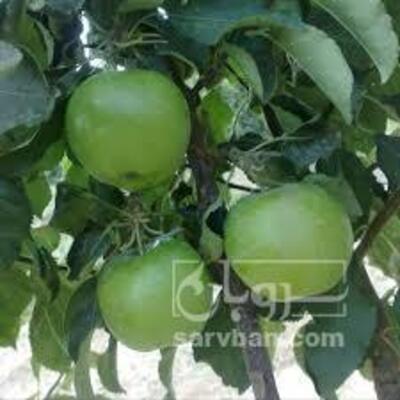 فروش سیب فرانسوی