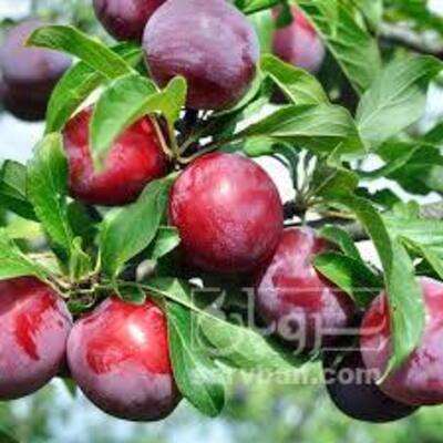 فروش آلوسیاه