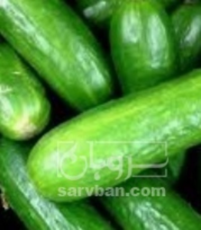 فروش خیار
