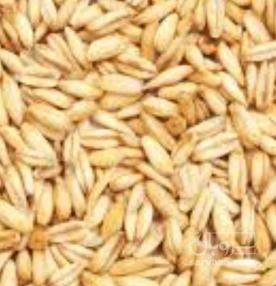 فروش گندم
