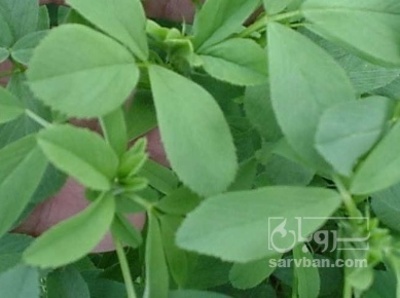 فروش یونجه