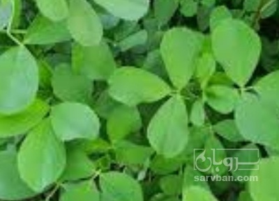 فروش یونجه