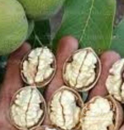 فروش گردو