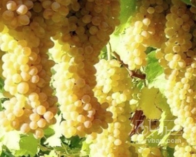 فروش انگور