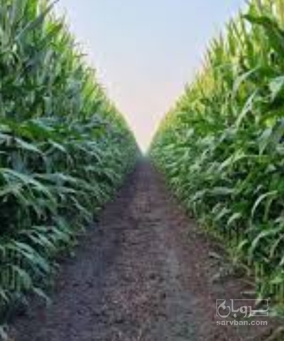 فروش چاپر ذرت - سیلاژ ذرت