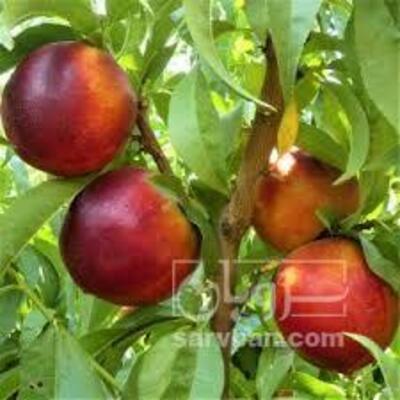 فروش شلیل مغان