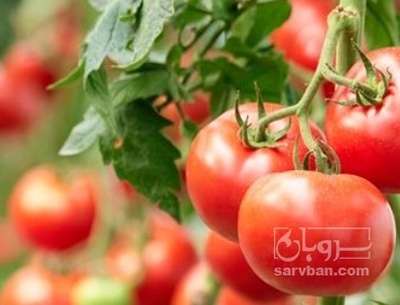 فروش گوجه فرنگی