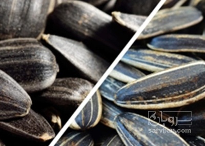 فروش تخمه آفتابگردان بود داده