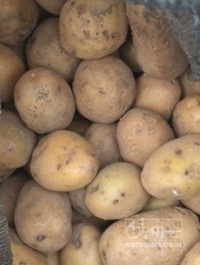 فروش سیب زمینی جلی دامی
