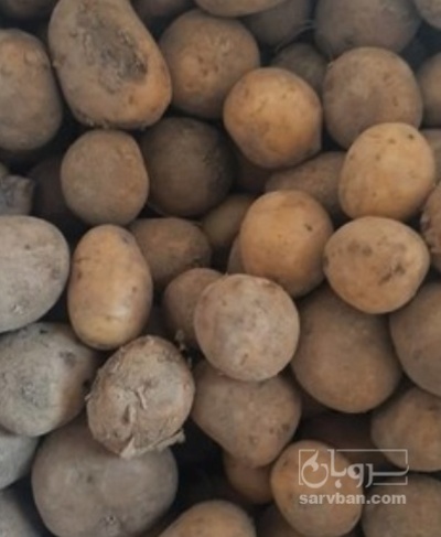 فروش سیب زمینی سانتا دامی