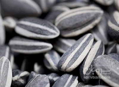 فروش تخمه آفتابگردان بود داده