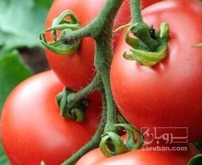 فروش گوجه فرنگی