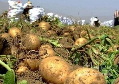 فروش سیب زمینی اگریا