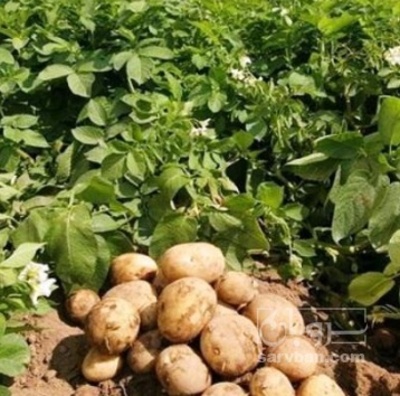فروش سیب زمینی اگریا