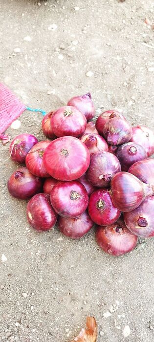 فروش پیازقرمز