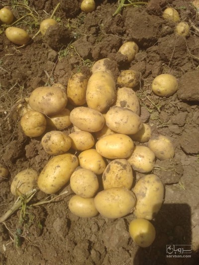 فروش سیب زمینی