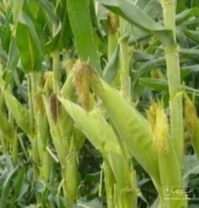 فروش ذرت علوفه ای چاپر