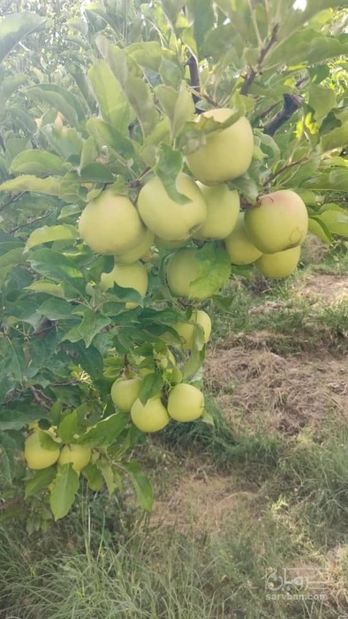 فروش سیب زرد پاییزه پادنا(سمیرم)