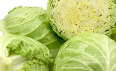 فروش کلم برگی سفید