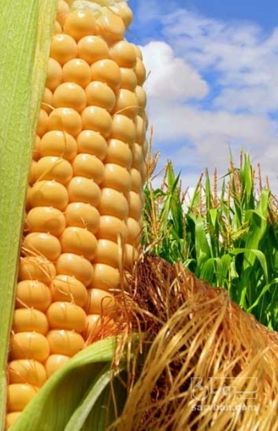 فروش ذرت مکزیکی