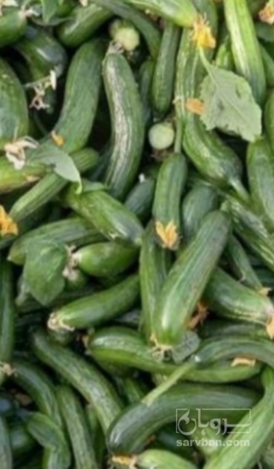 فروش خیار خیار شوری