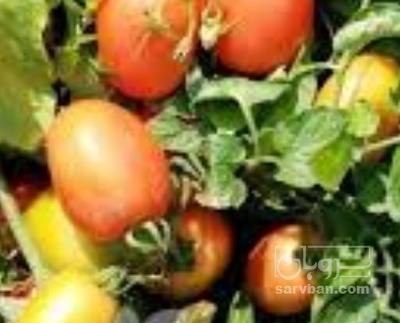 فروش گوجه فرنگی